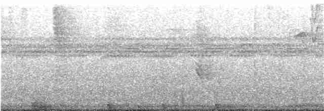 Зелёный колибри-отшельник - ML158686311