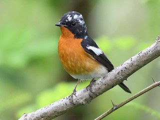 ムギマキ - eBird