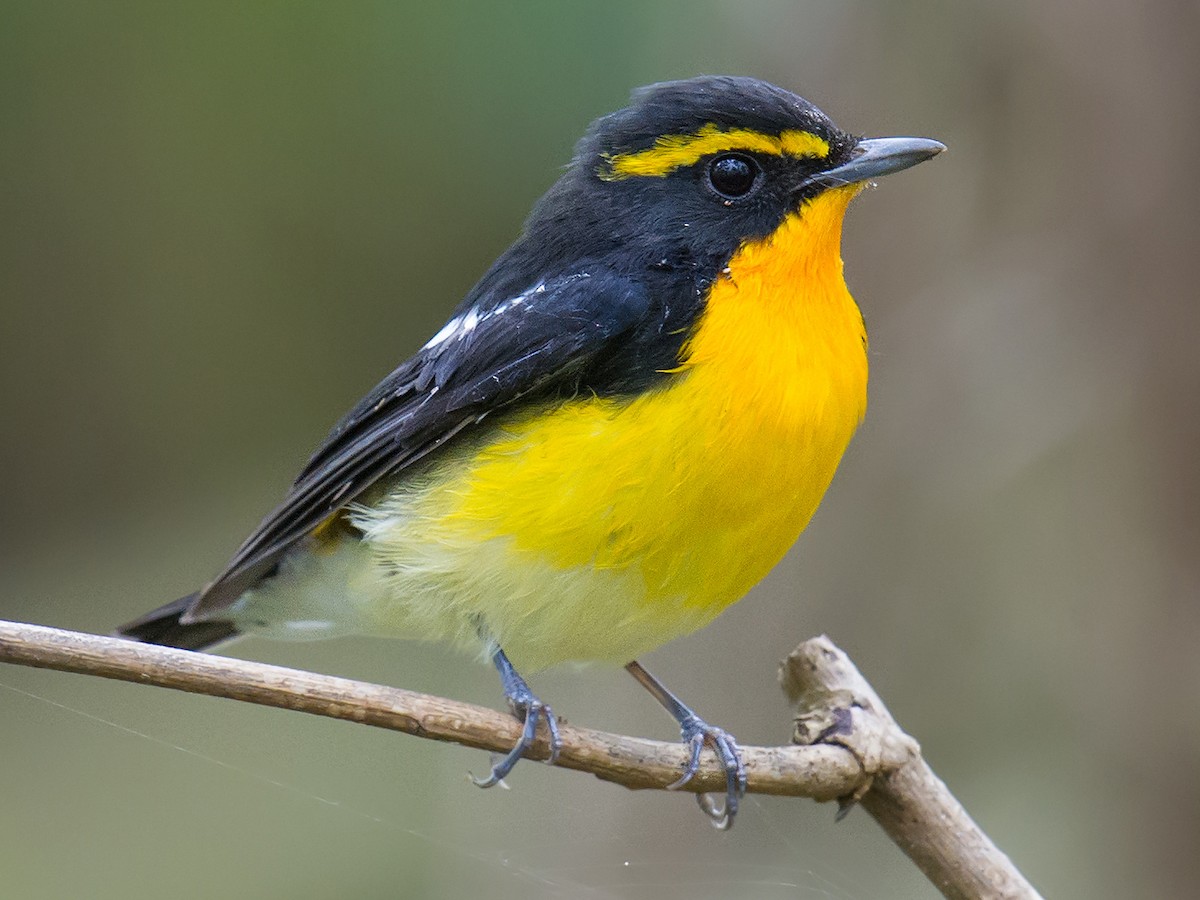 キビタキ リュウキュウキビタキ Ebird