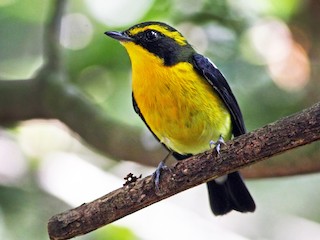 リュウキュウキビタキ - eBird