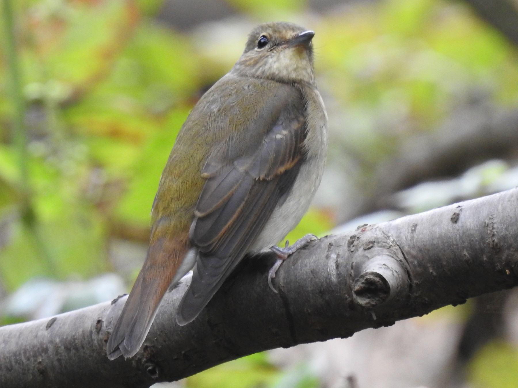Narcissus Flycatcher - Anonymous