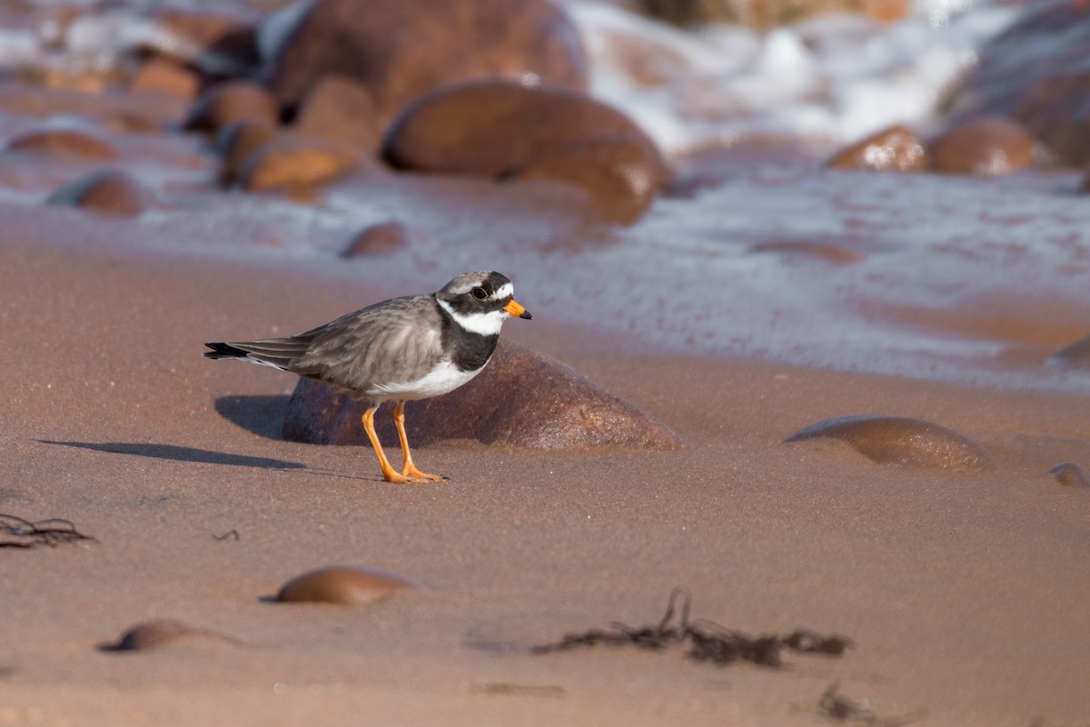 Common Ringed Plover - ML158688441
