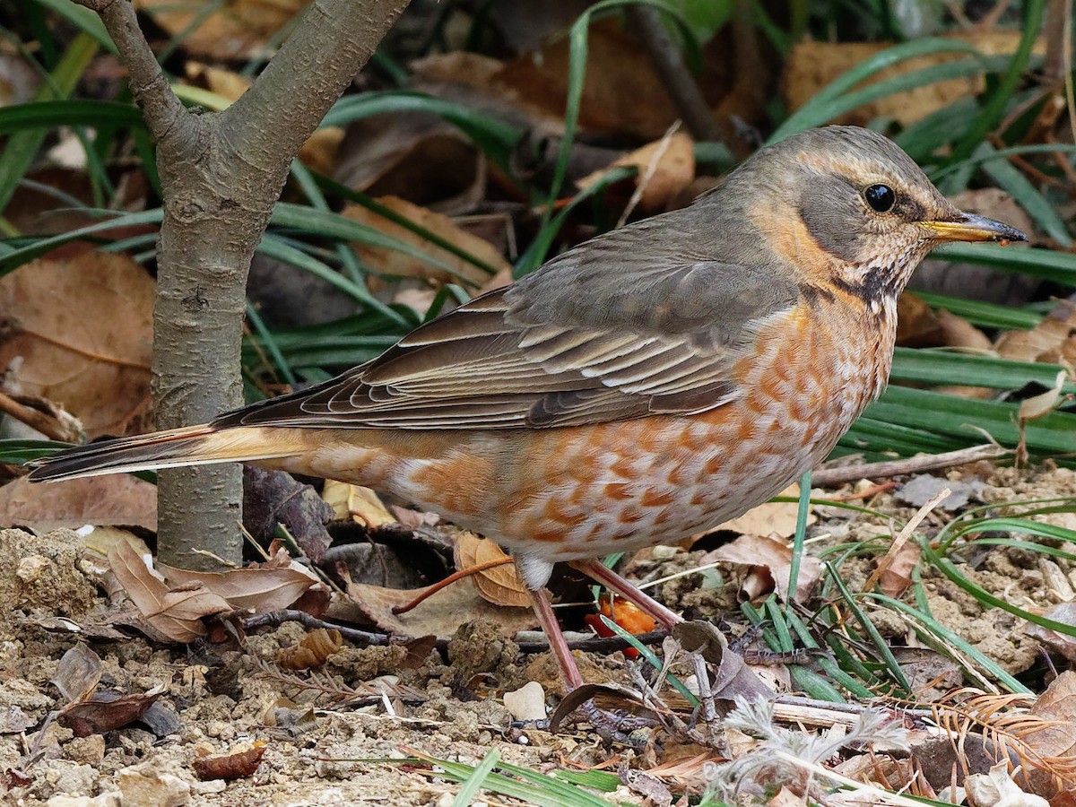 紅尾鶇- eBird