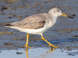 カラフトアオアシシギ - eBird
