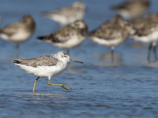 カラフトアオアシシギ - eBird