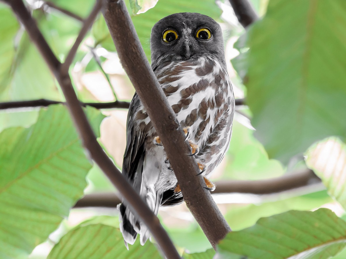 Northern Boobook - Ninox japonica - Birds of the World