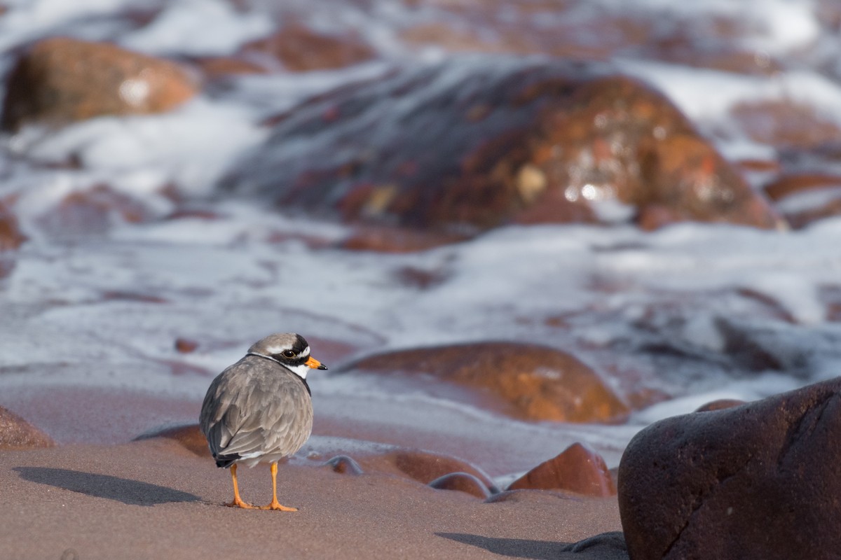 Common Ringed Plover - ML158689461