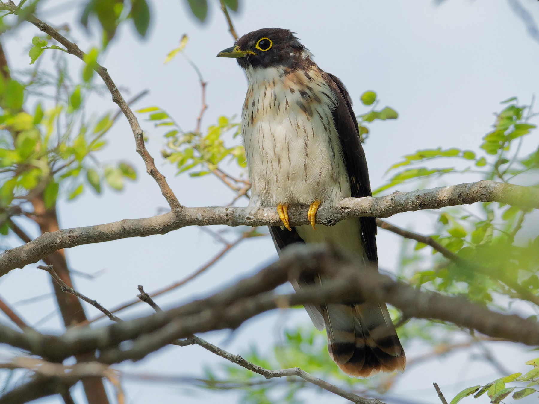 Northern Hawk-Cuckoo - Vincent Wang