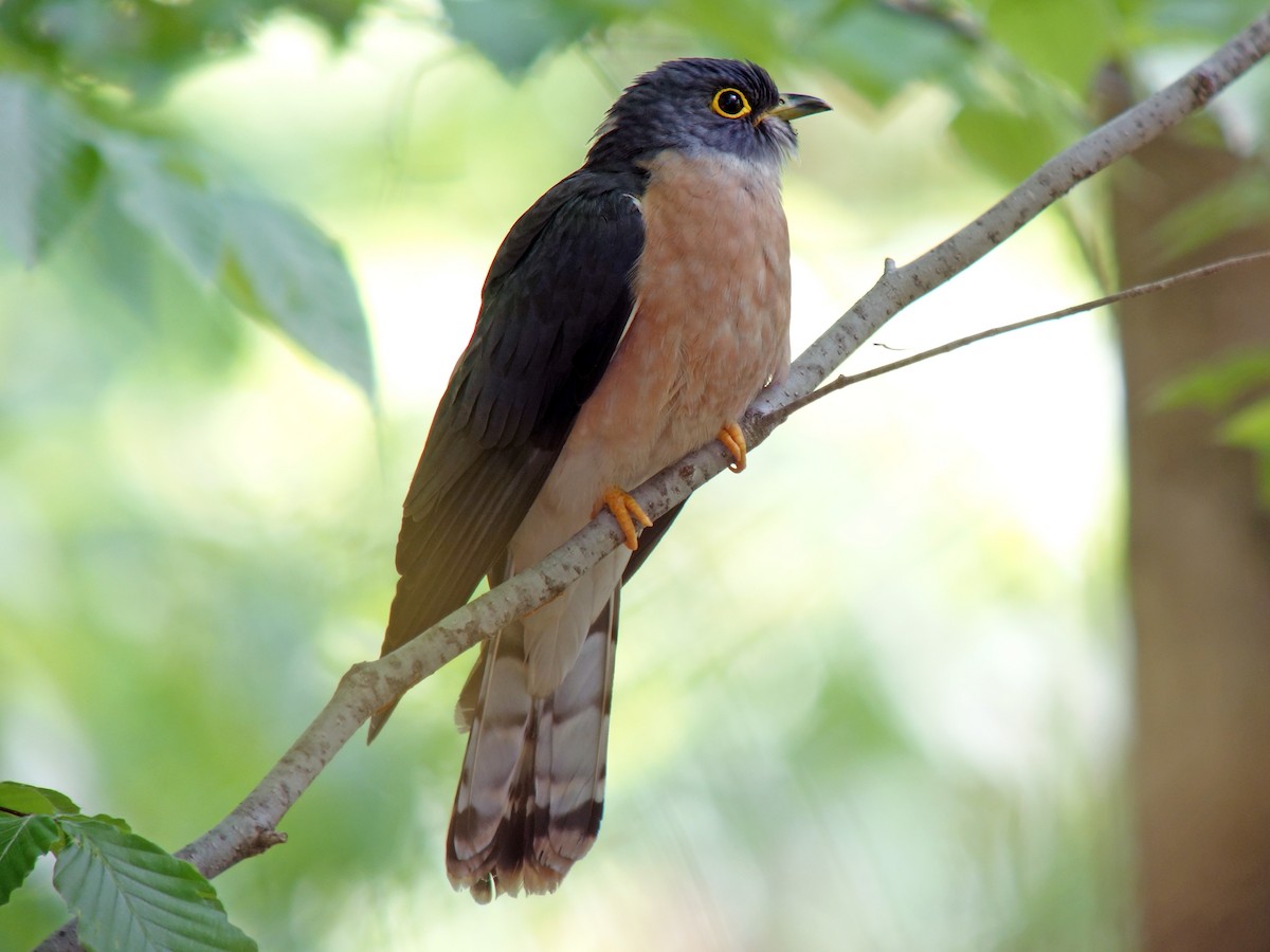 Northern Hawk-Cuckoo - Hierococcyx hyperythrus - Birds of the World