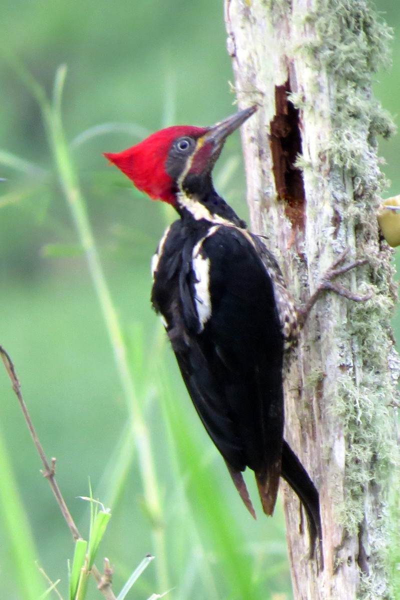 Lineated Woodpecker - Pat McKay