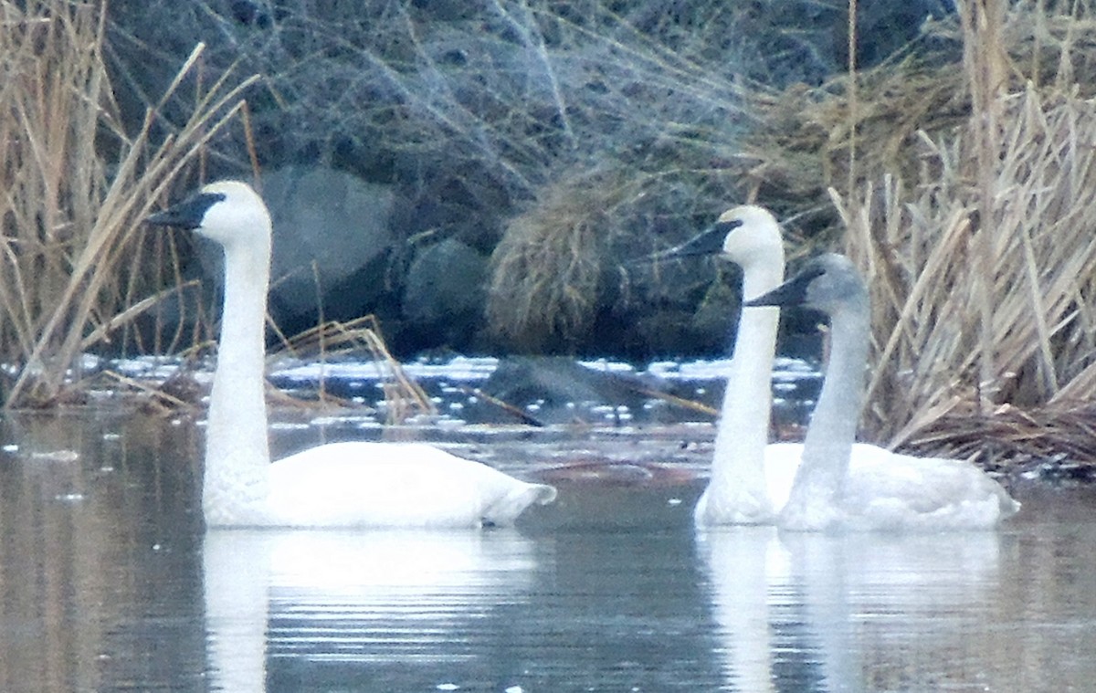 Trumpeter Swan - Central Oregon Historical Records