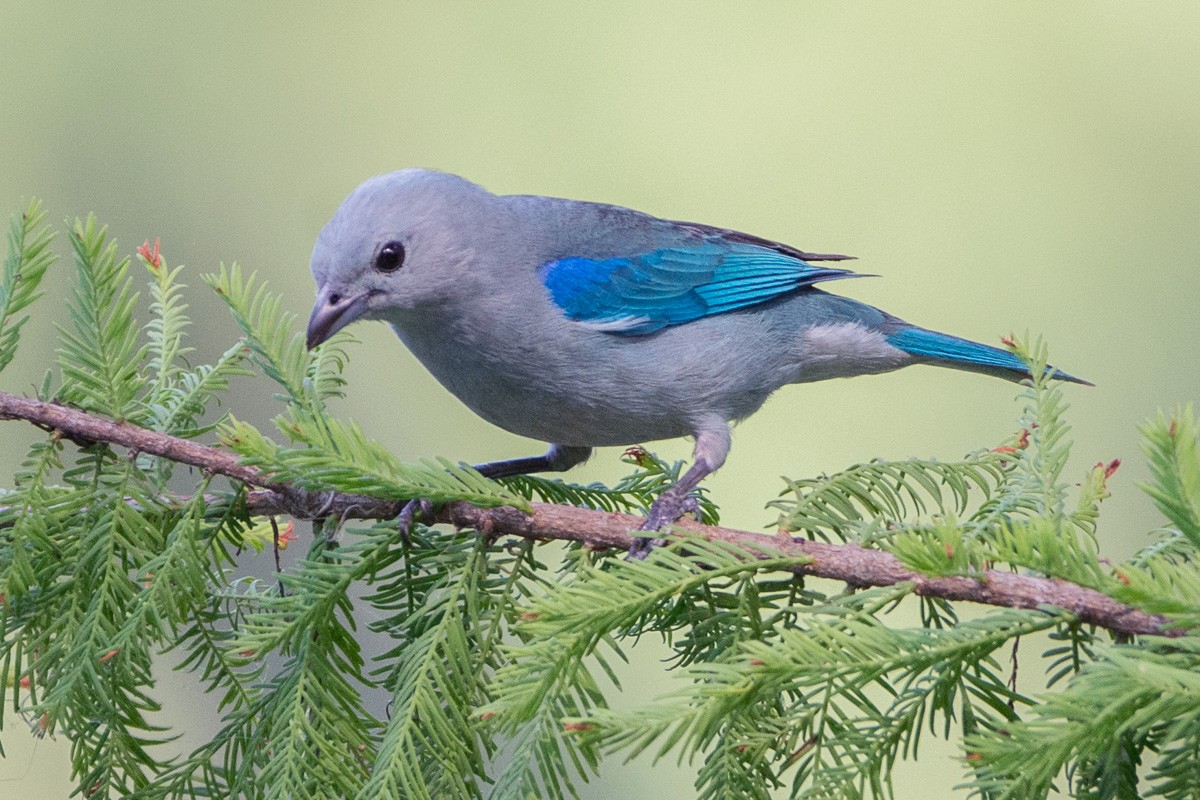 Blue-gray Tanager - ML158692591