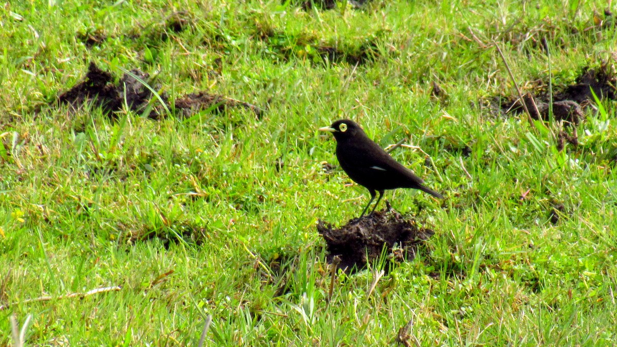 Spectacled Tyrant - ML158692671
