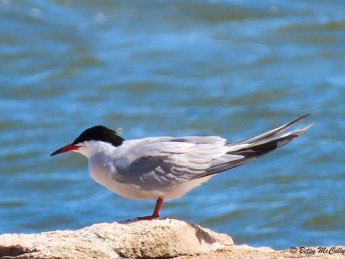 Common Tern - Betsy McCully
