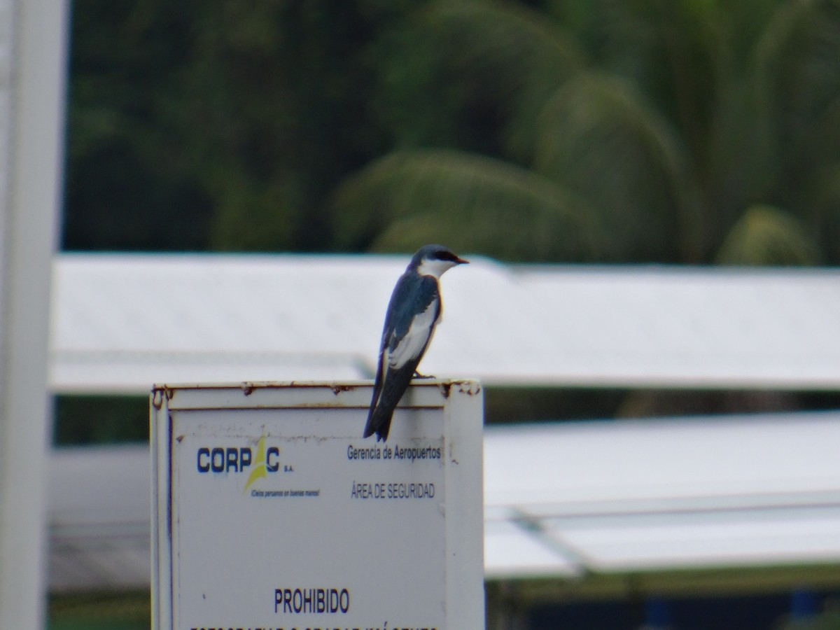 White-winged Swallow - ML158695021