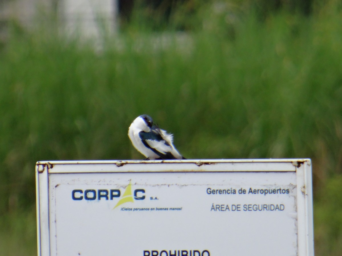 White-winged Swallow - ML158695031