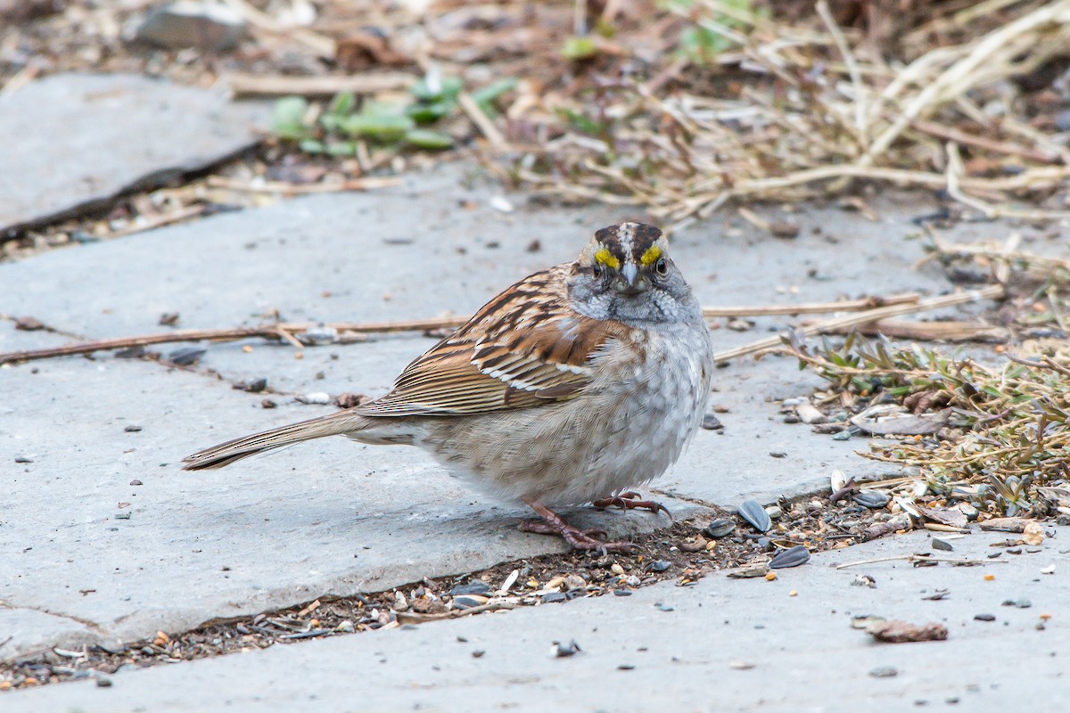 White-throated Sparrow - ML158695341