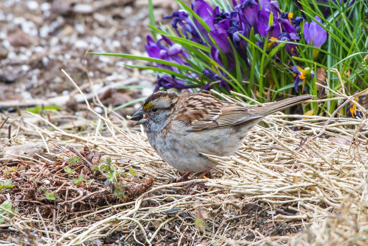 White-throated Sparrow - Frank King