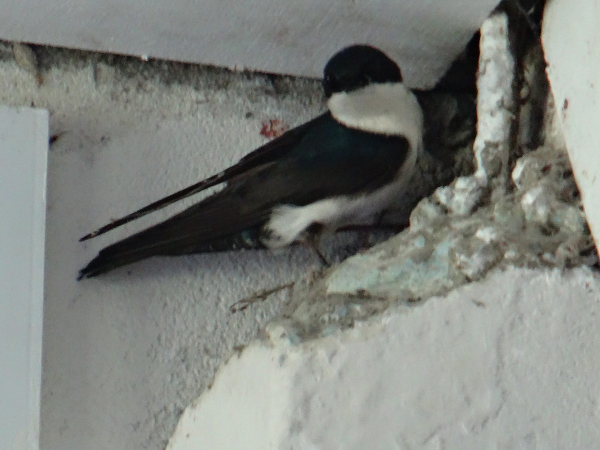 Blue-and-white Swallow - ML158695391