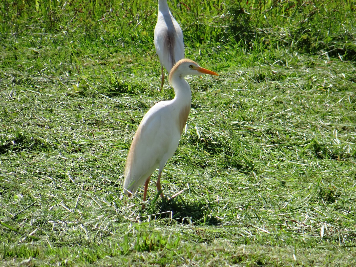 Western Cattle Egret - jose Pinedo González