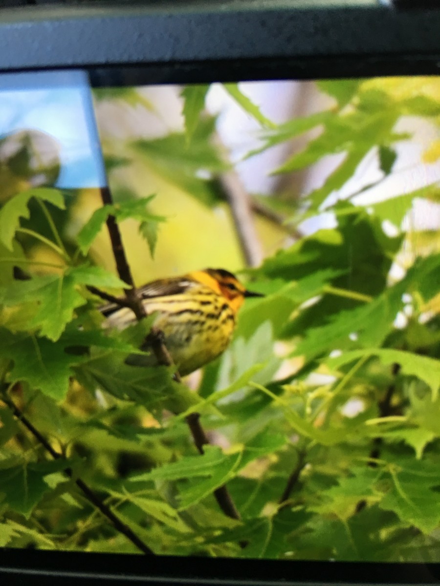 Cape May Warbler - ML158697001