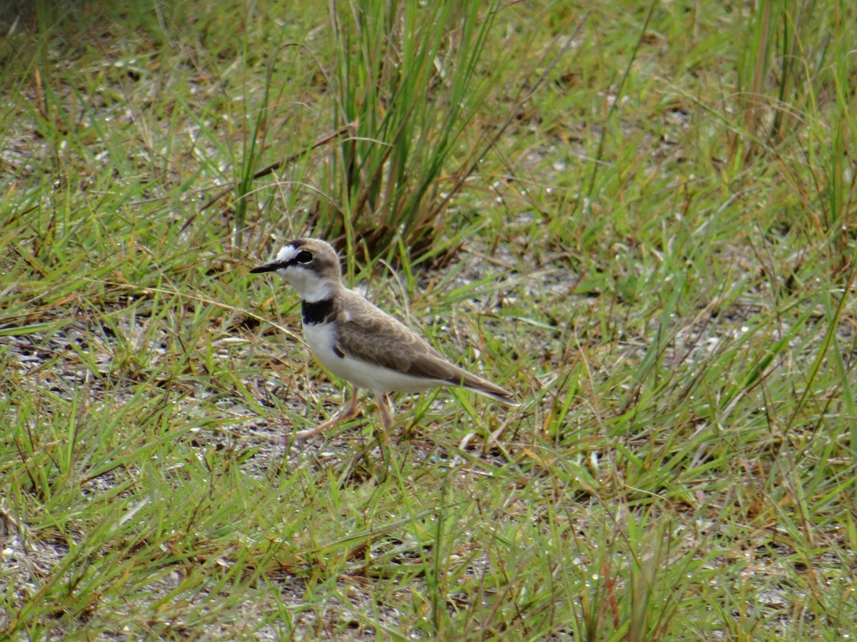 Collared Plover - ML158697311