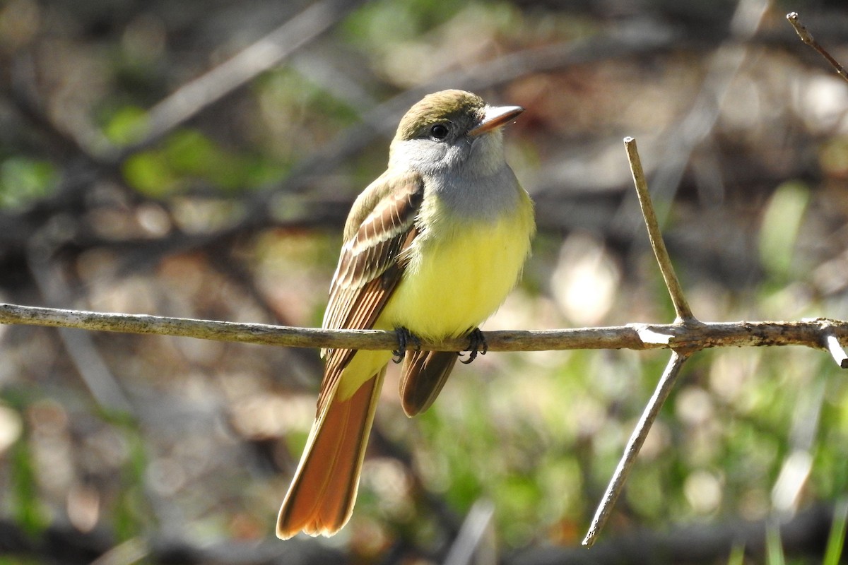 Great Crested Flycatcher - ML158697381
