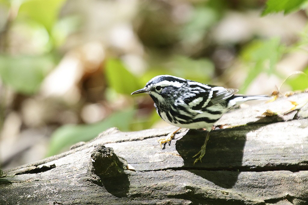 Black-and-white Warbler - ML158698391