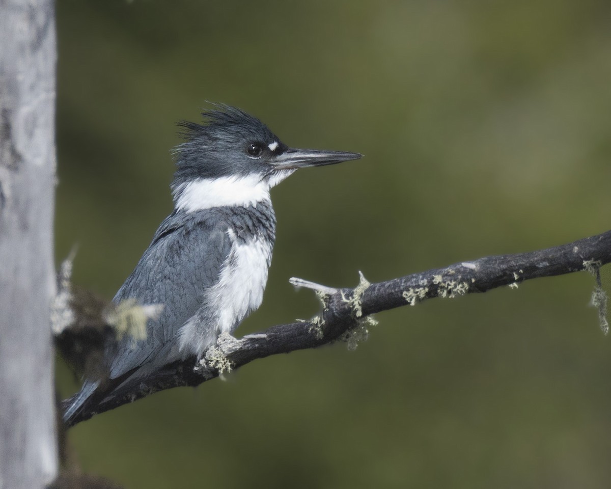 Belted Kingfisher - pierre martin