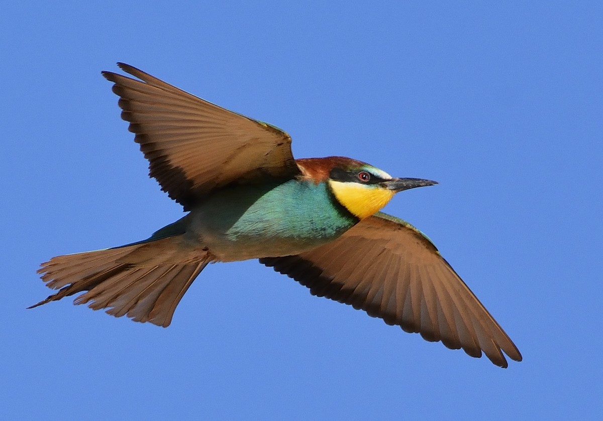 European Bee-eater - Carlos Alberto Ramírez