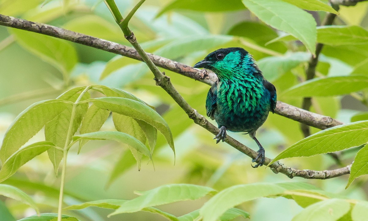 Black-capped Tanager - ML158703641