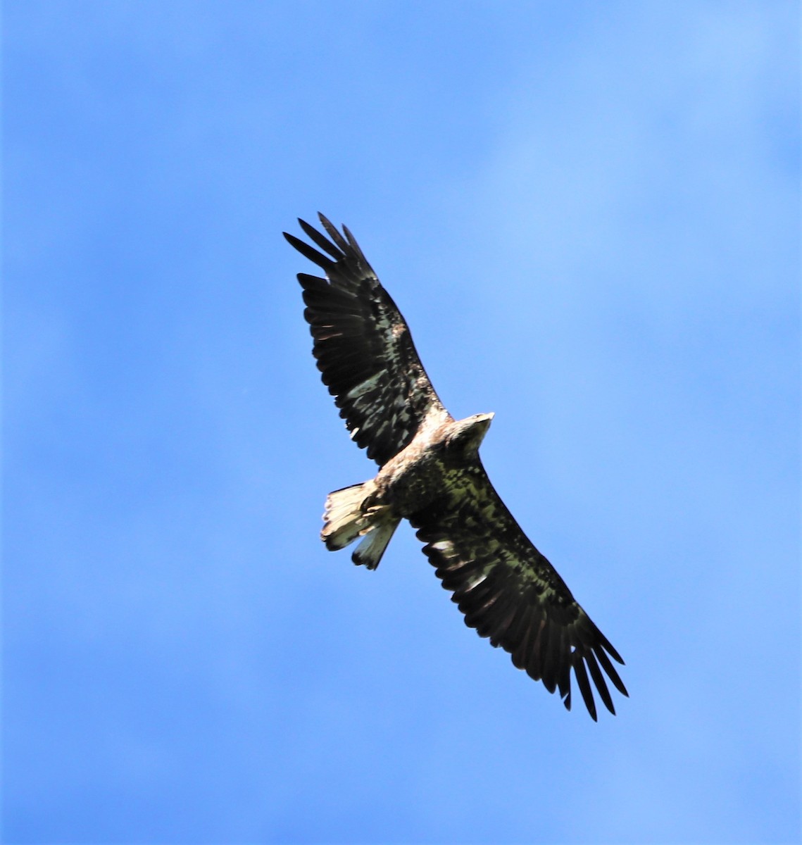 Bald Eagle - valerie heemstra