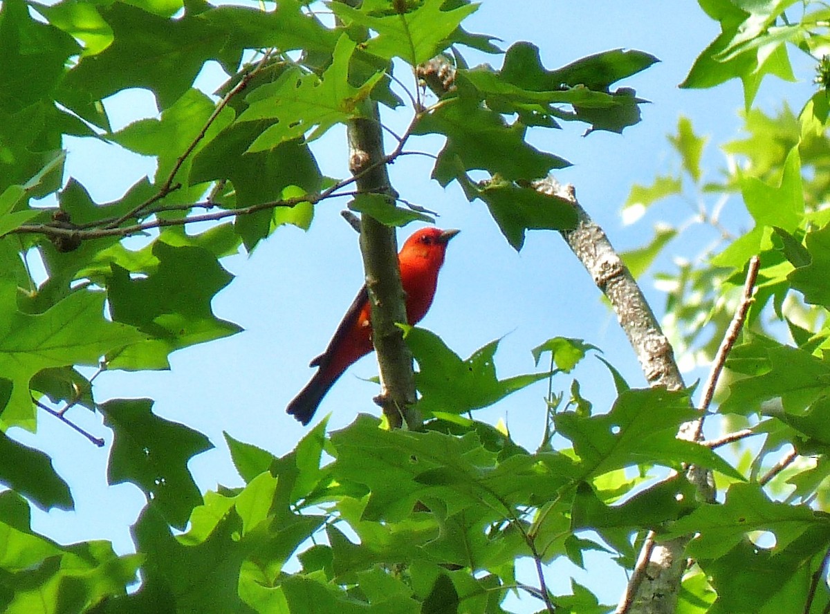 Scarlet Tanager - ML158713781
