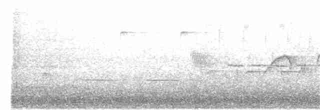 Weißbauch-Phoebetyrann - ML158718131