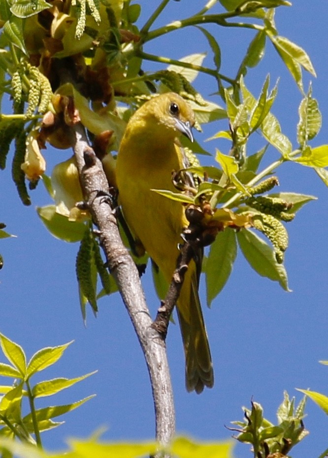 Orchard Oriole - ML158718151