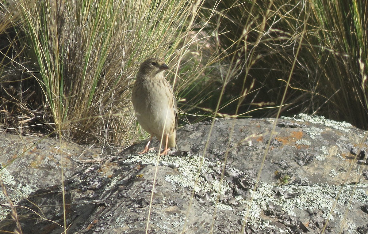 Band-tailed Sierra Finch - ML158720471