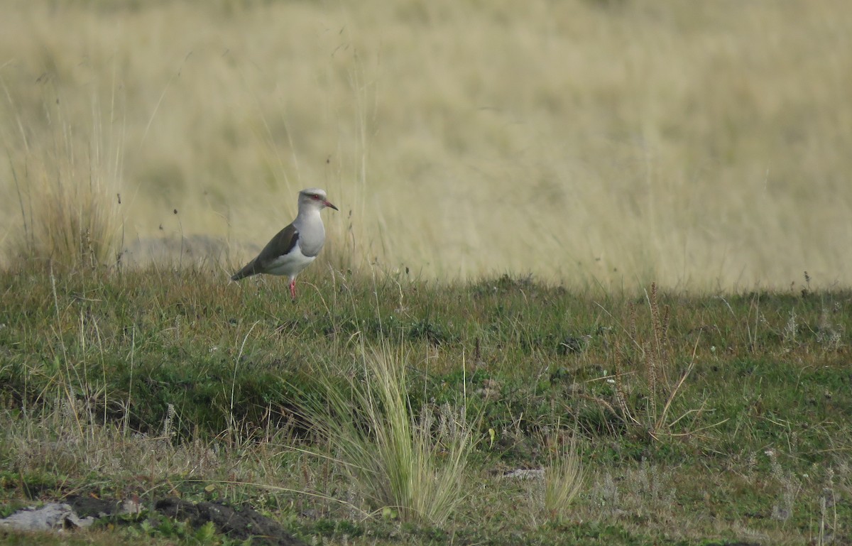 Andean Lapwing - Diego Carús