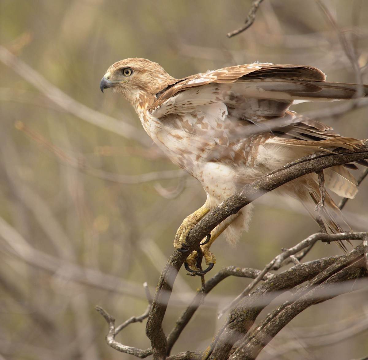 Red-tailed Hawk - Robin Besançon