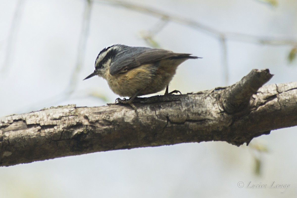 Red-breasted Nuthatch - ML158729781