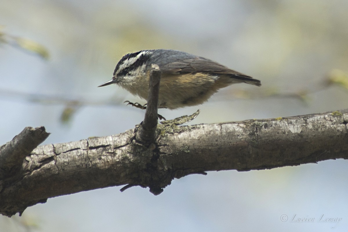 Red-breasted Nuthatch - ML158729801