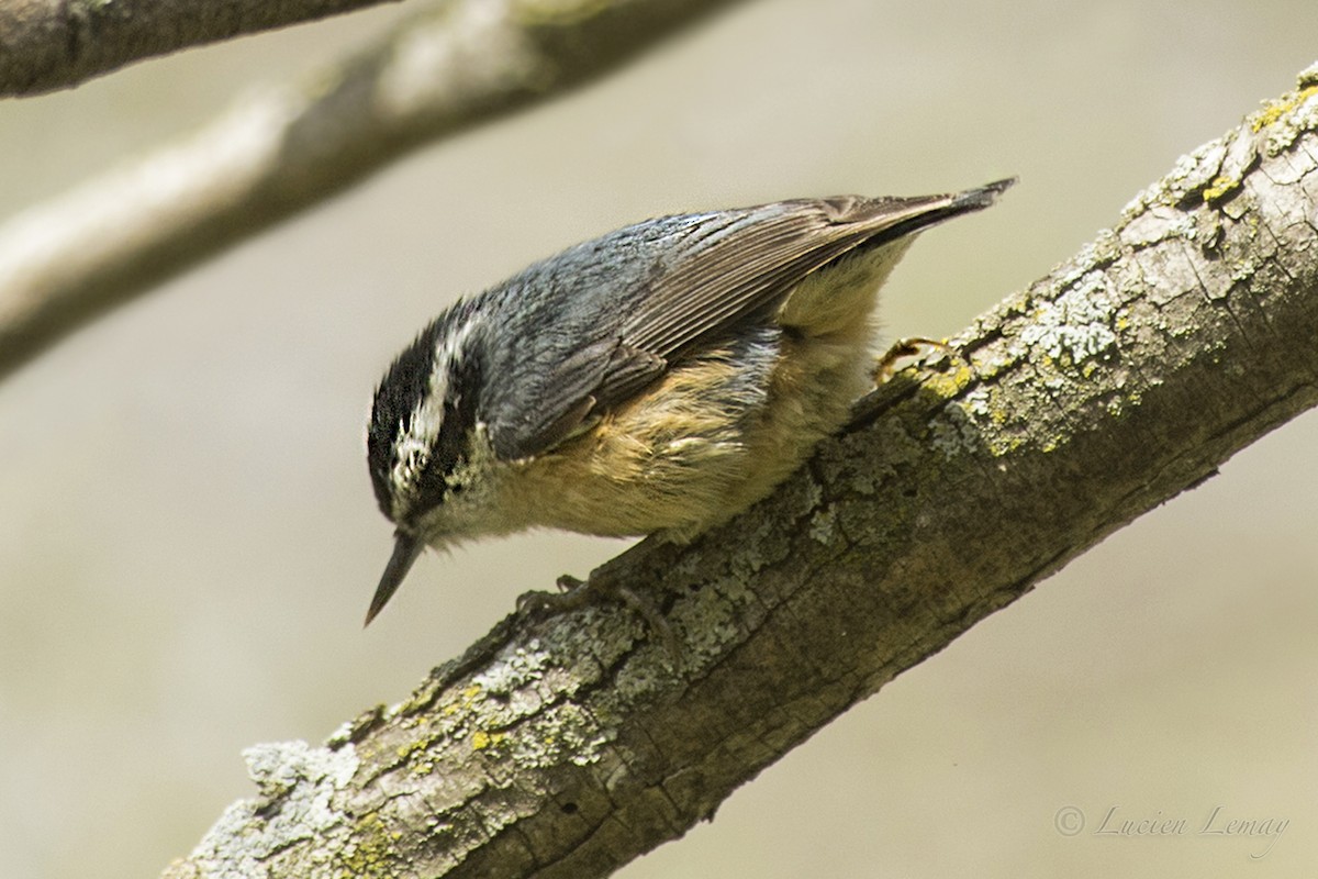 Red-breasted Nuthatch - ML158729811