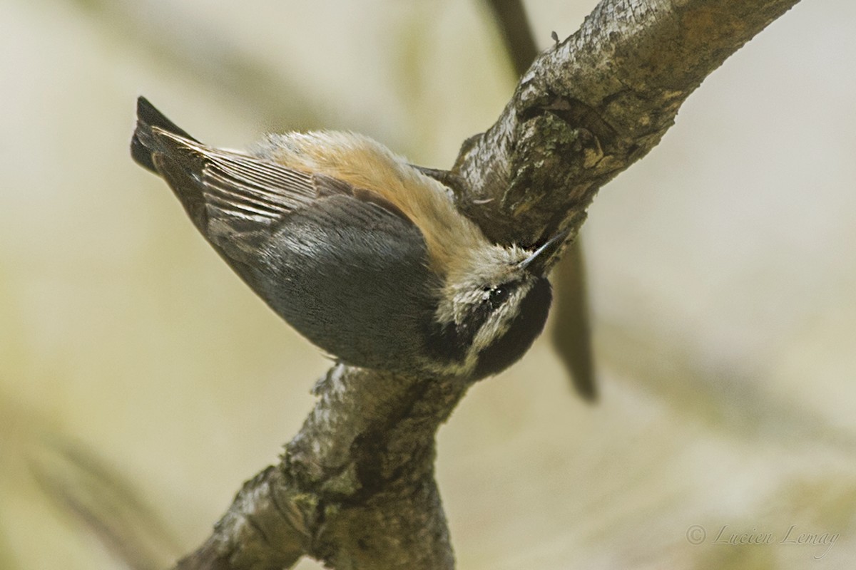 Red-breasted Nuthatch - ML158729831