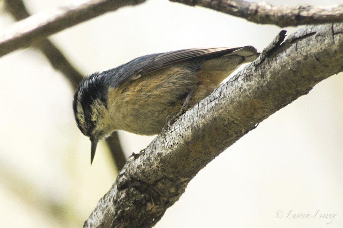 Red-breasted Nuthatch - ML158729871