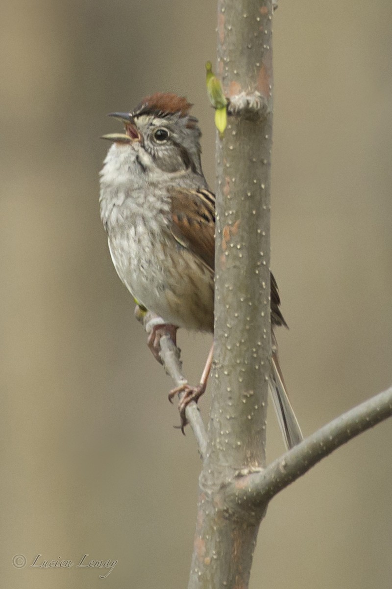 Swamp Sparrow - ML158738051