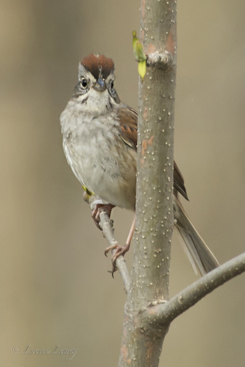 Swamp Sparrow - ML158738061