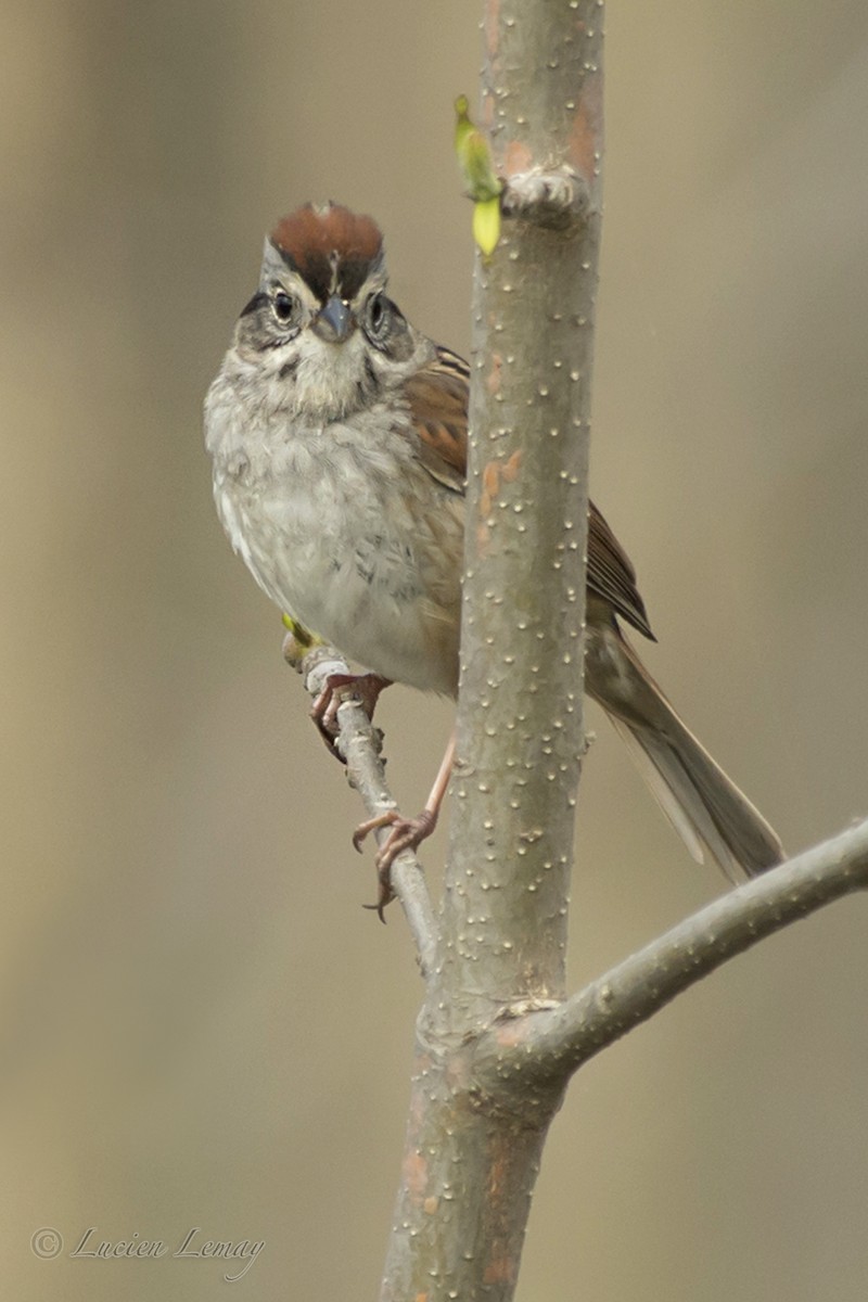 Swamp Sparrow - ML158738191