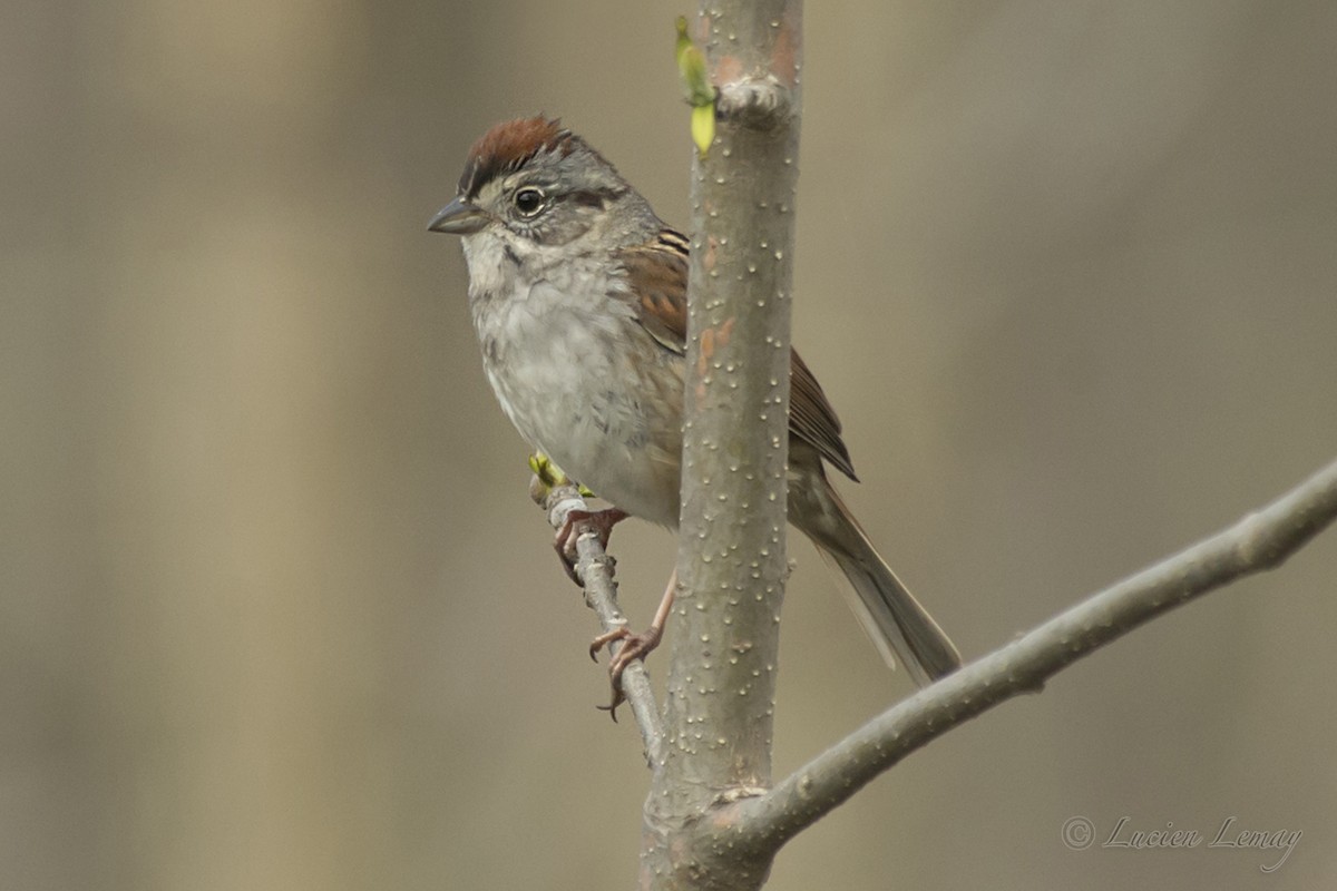 Swamp Sparrow - ML158738401