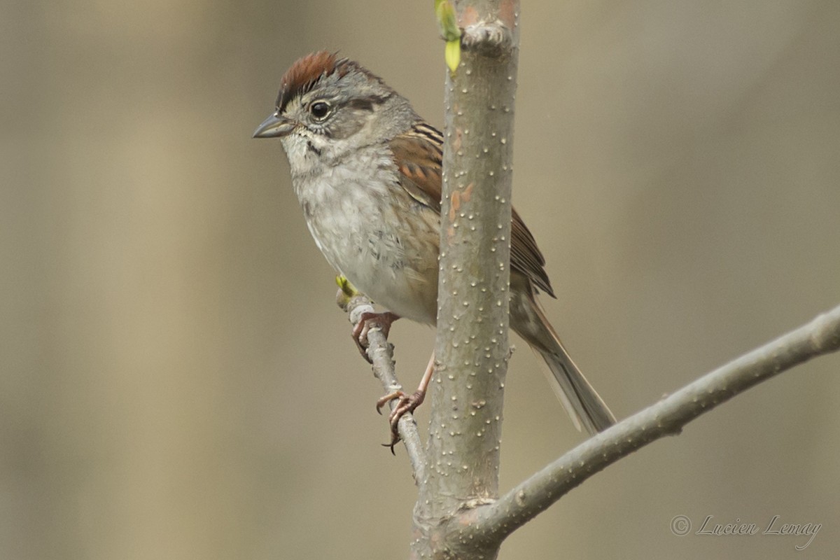 Swamp Sparrow - ML158738471