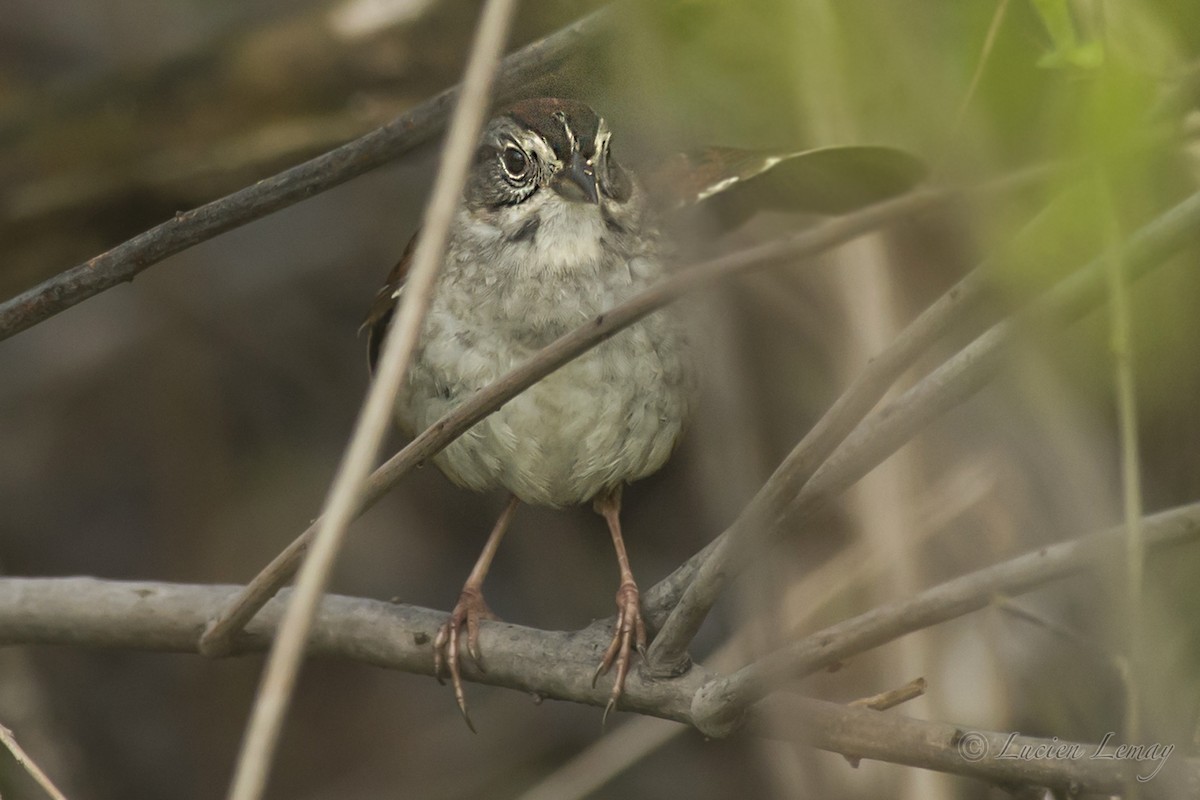 Swamp Sparrow - ML158738501
