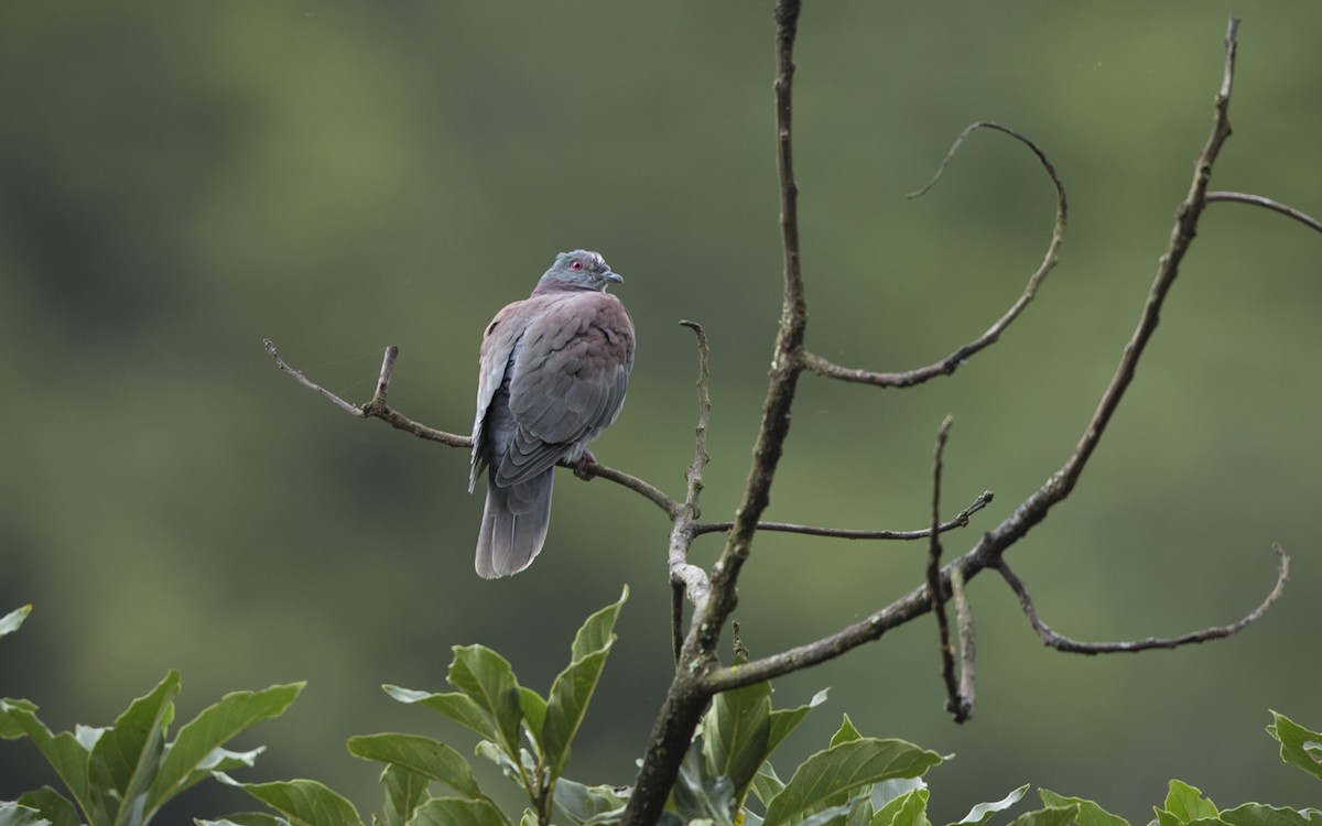 Pale-vented Pigeon - walter mancilla huaman